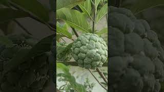 Lima manfaat buah srikaya untuk kesehatan #tanikasihchannel #shorts #manfaat #kasiat #beranda