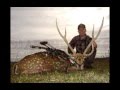 Archery Axis Deer with 95 yard sweet shot in Argentina!