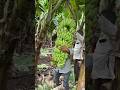 Banana Farming Farmingvideos Farming Bananafarming Bananaplant Bananafarmer Bananatree 