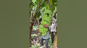 Banana farming #farmingvideos #farming #bananafarming #bananaplant #bananafarmer #bananatree