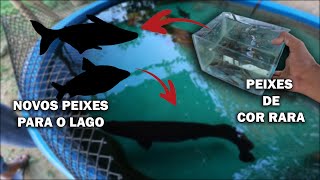 OS NOVOS PEIXES PARA O LAGO DOS PREDADORES!