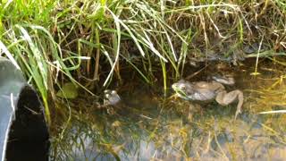 Frog mating dance by Dot Henrich 304 views 5 years ago 2 minutes, 43 seconds