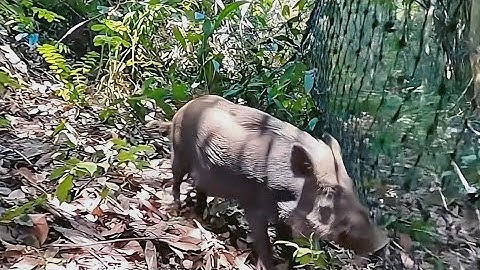 Chasing Wild Boars Through the Indonesian Rubber Plantation - Chase Hunting and Alter Content