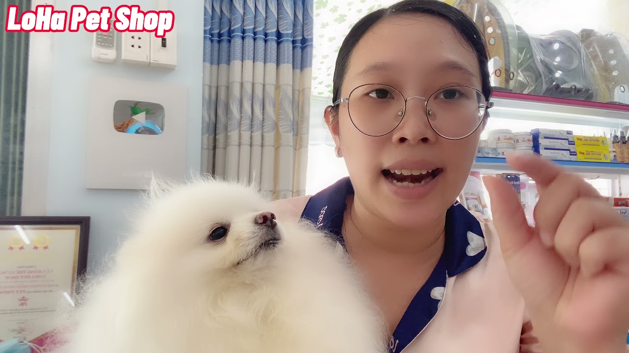 Lật tẩy chiêu trò bán chó non giá rẻ - Kinh nghiệm mua... - youtube