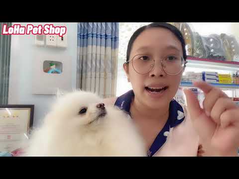 Video Lật tẩy chiêu trò bán chó non giá rẻ - Kinh nghiệm mua... - youtube