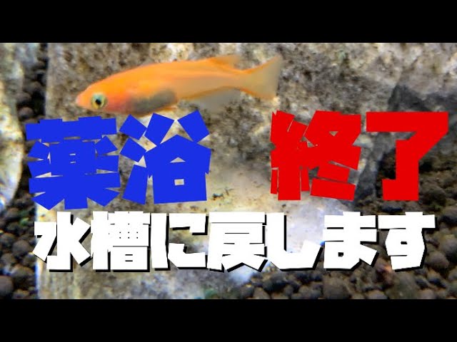 メダカ 薬浴終わり 水槽に戻します Youtube