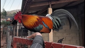 qaib dib qua zoo2021 muag naw