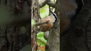 Red Breasted Nuthatch Takes Off In A Flash