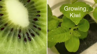 How To Grow a Kiwi Plant? #kiwi #plant #howtowithjessie