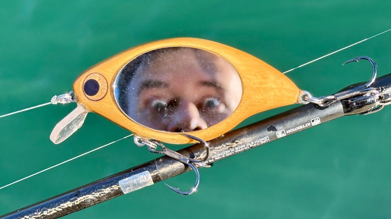 Will Fish Eat Mirrors?