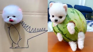 Funniest Animals | Super Dog Video | Funny Animals Video #1