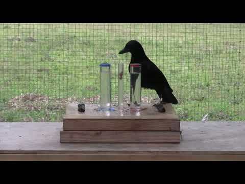 Video: Il corvo grigio è il rappresentante più intelligente del mondo degli uccelli