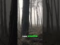Unexplained Encounter: Witnessing a Figure at the Window
