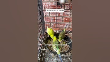 #سورة_الانسان #قراءة #عراقية #المصحف #قرآن #طيور #البادجي #العراق #مصر #quran #birds #budgies #usa