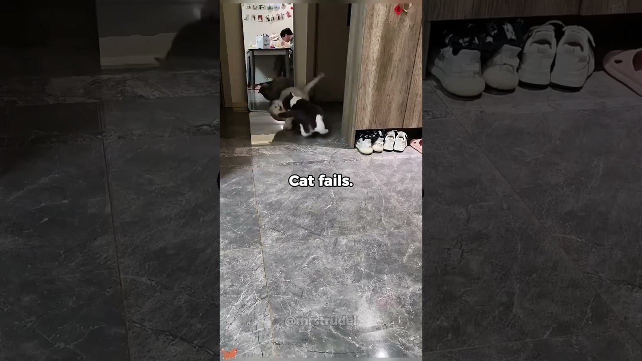 Cats destroying EVERYTHING! 🐈