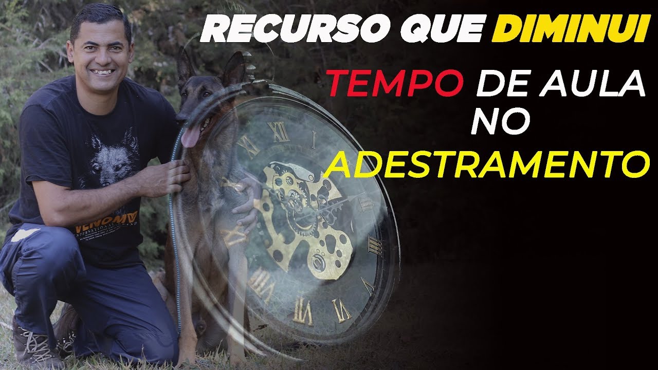 INGREDIENTE QUE REDUZ O TEMPO DE AULA DO CÃO pastor belga