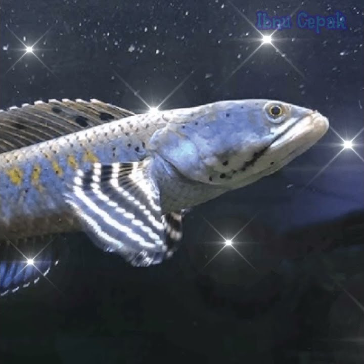 Story' WA ikan Channa keren gess #Shorts