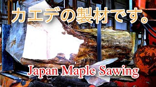 カエデの製材です。Japan Maple Sawing!!