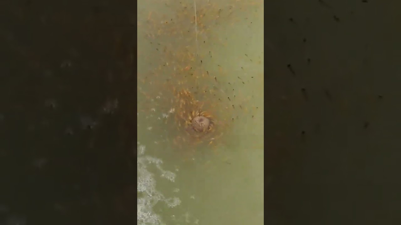 Ath fish #nice #happy #lol #ikan #ikanhias #ikanmas #music #fish #fishlover #fishing #shorts #likeme