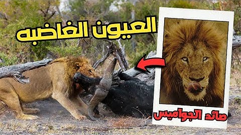 هذا الاسد لا يستطيع التقاط انفاسه او اخذ استراحه 🔥 طومبيلا العيون الغاضبه وصائد الجواميس 👑