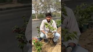 🚨🛑 Deadly Heat 🥵🔥 = Destroyed Forests 🌳❌ Only solution | 1 SUB = 1 TREE #shorts #explore #flora