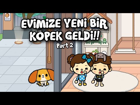 Video: Sincap Chasing gelen Köpekler Dur Nasıl