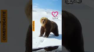 Some Bear Encounters #animallife #funny #funnyanimal #crazycomedy #short #animallovers