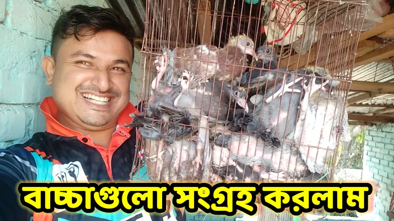 কবুতর বাচ্চা গুলো সংগ্রহ করলাম | দেশি কবুতর পালন পদ্ধতি | pigeon baby collection | Birds of village