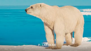 Polar Bear Beaufort Tvc 2020