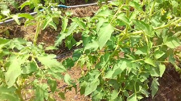 thời điểm trồng cà chua đạt năng suất ít bệnh | #lamvuonsach