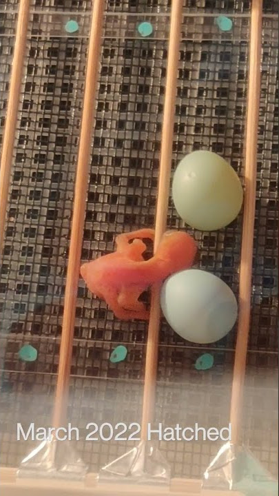 White eye bird (Zosterops)  Mar 2022