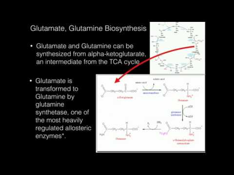 Glutamate, Glutamine Biosynthesis