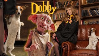 Добби - Костюм Для Собаки | Сделала Костюм Добби Из Гарри Поттера | Halloween 2023 | Cosplay Dobby
