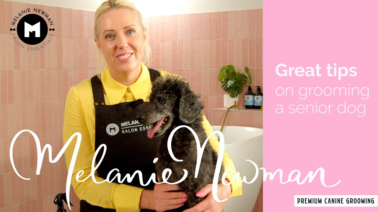 💕How to groom a senior dog💕 YouTube