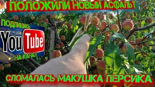 видео: Положили новый асфальт. Сломалась макушка персика!!!  картинка: Положили новый асфальт. Сломалась макушка персика!!!