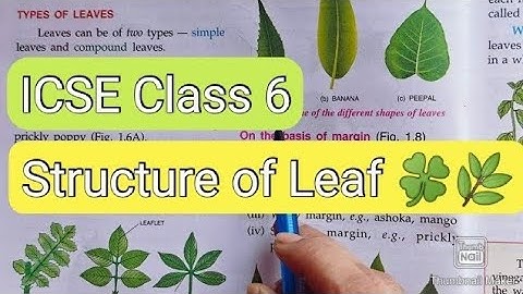 The Leaf 🌿🍀 Part -1 || Class 6 ICSE || Science 