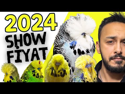 2024 SHOW JUMBO PİYASASI , SHOW JUMBO MUHABBET KUŞU FİYATI