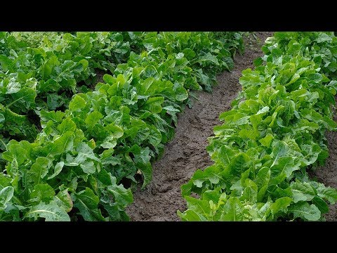 Vídeo: Colhendo plantas de chicória - como e quando colher raízes e folhas de chicória