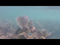 Snorkeling at UNICO 20°87° Riviera Maya 2018