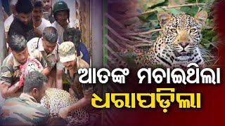 Forest department officials capture male adult Leopard roaming in Baripada town