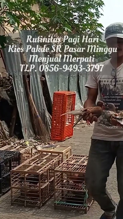 Rutinitas Pagi Hari Kios Merpati Pakde SR Pasar Minggu