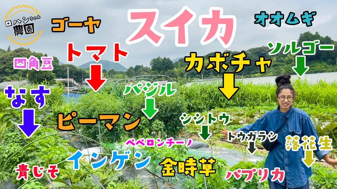 農家の家庭菜園】夏野菜 家庭菜園の様子 - YouTube