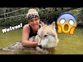 Living With Wolves?!!