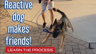 A dog that’s never met a dog, meets 3!