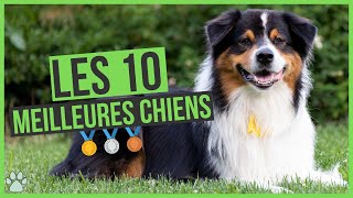 Les 10 chiens les plus populaires en 2024