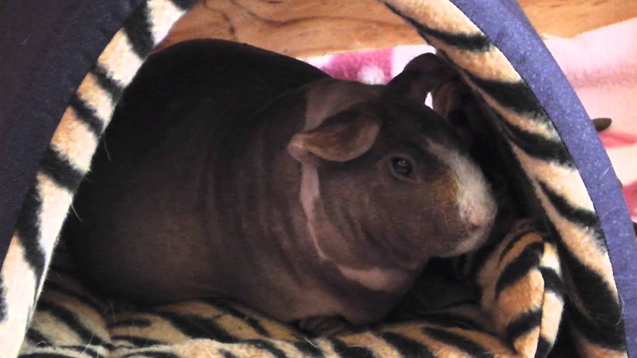 Bad Guinea Pigs YouTube