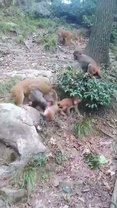Madre mona ataca a un hijo de otra mona.