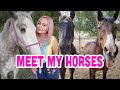 Meet My Horses