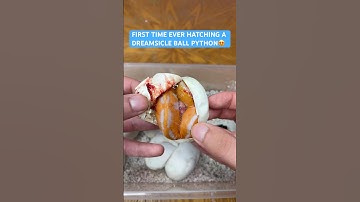 First Time ever HATCHING a DREAMSICLE Ball Python😍