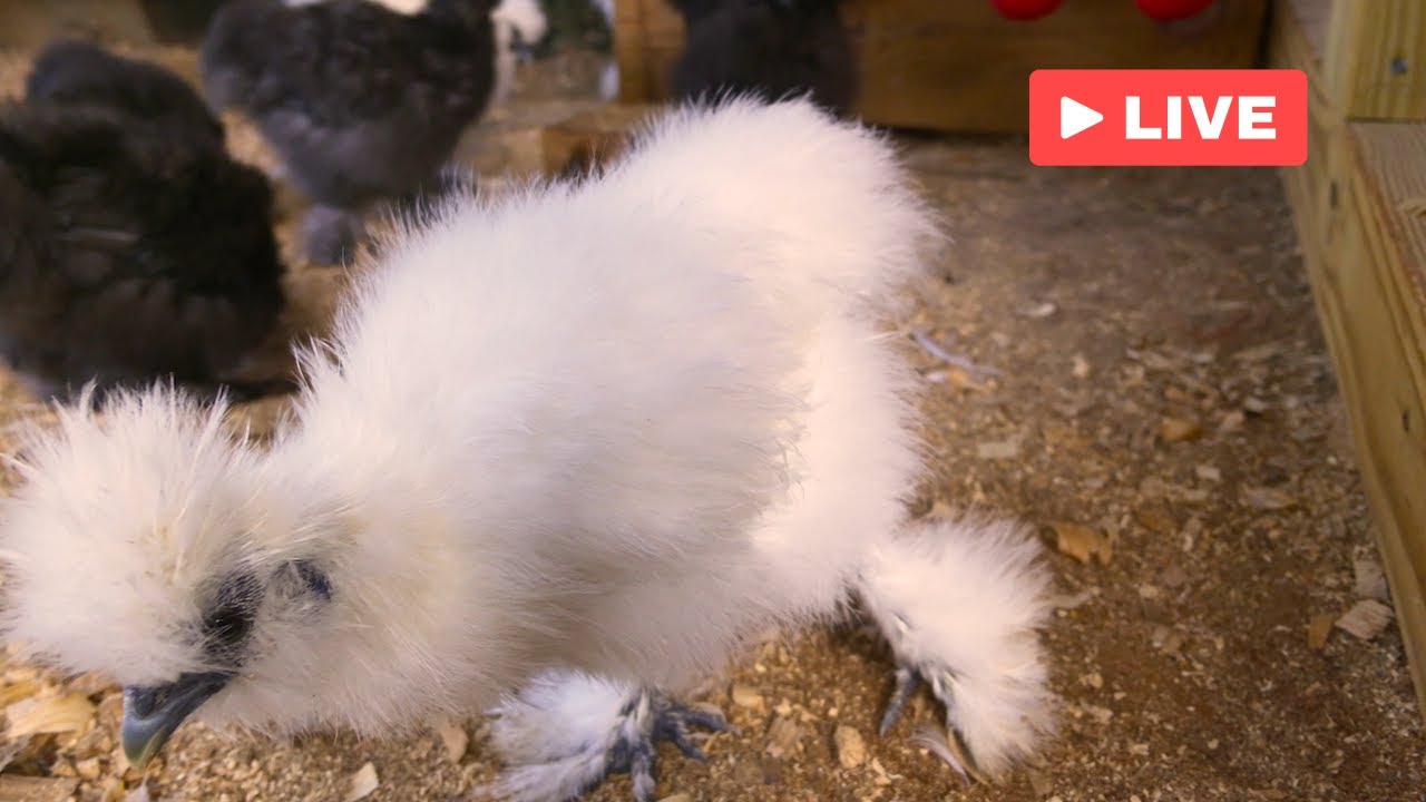 LIVE Silkie Cam: 10-Week Bantam Fluffballs Getting Bigger Every Day!